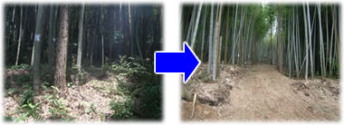 竹林整備の実例1